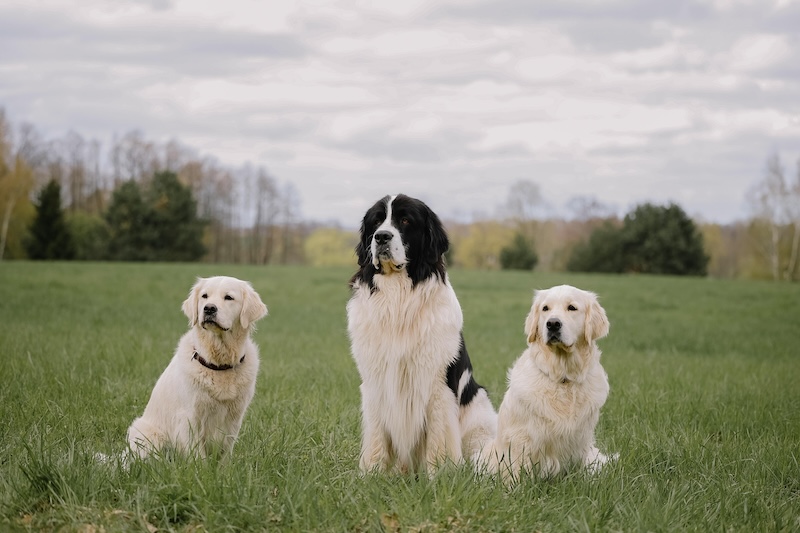 Del din viden – Ejer du en hundepension?